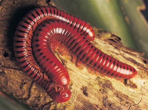   woodland Millipede: An Arthropod With Legs For Days?  