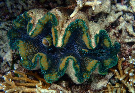  Xavieria!  The Exquisite Bivalve Living in a World of Sand