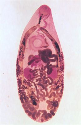  Xiphidiocercariae: 작고 강한 기생충의 세계를 탐험하며!