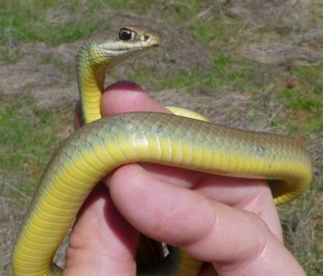  Yellow-Bellied Racer: This Fascinating Reptile Masters Both Camouflage and Lightning Speed